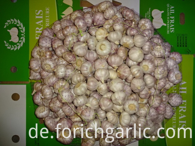 Normal White Garlic